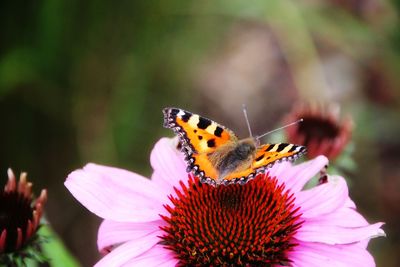 Close-up of butterfly pollinating on flower