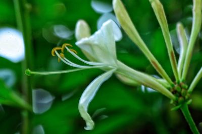 Close-up of flower in water