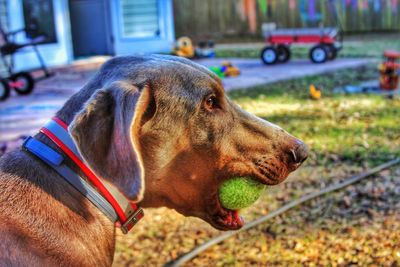 Close-up of dog