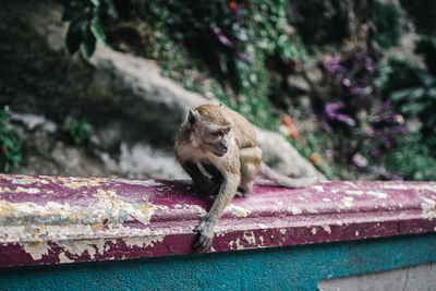 Monkey on retaining wall