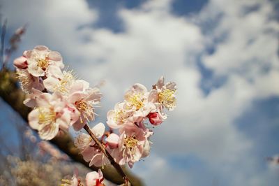 Low angle view of pink flowers