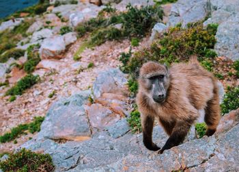 Monkey on rock