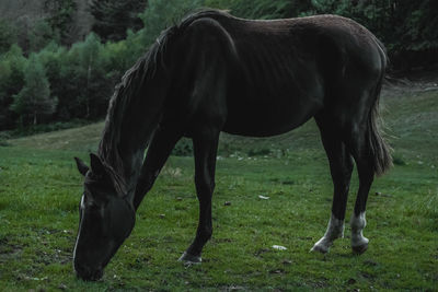 Horse grazing in a field