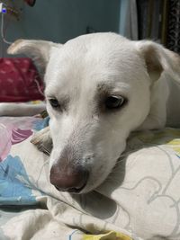 Close-up portrait of dog relaxing on bed