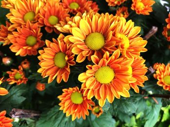 Close-up of yellow flowers