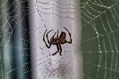 Spider on web