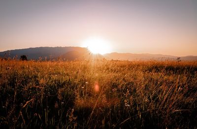 Scenic view of field against sky during sunset