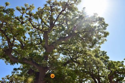 Low angle view of tree against sky