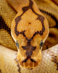 Close-up of snake