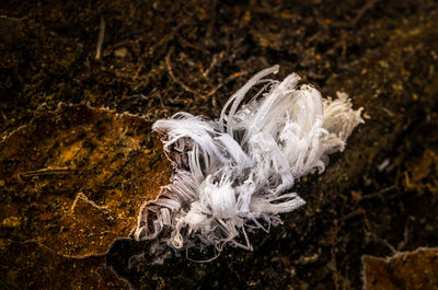 Close-up of jellyfish in water at night