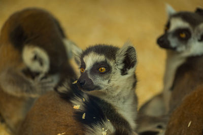 Close-up of two young looking away