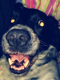 Close-up portrait of a dog