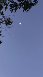 Low angle view of trees against clear blue sky