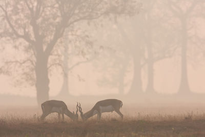 Horses grazing in a field