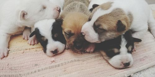 High angle view of puppy sleeping