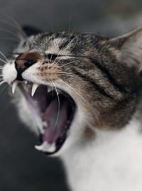 Close-up of cat yawning