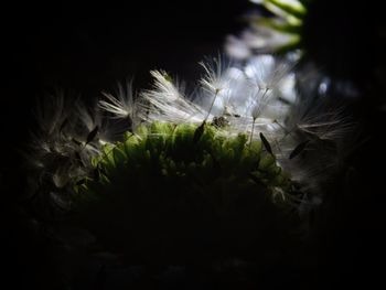 Close-up of flowers