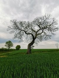 Tree on field against sky