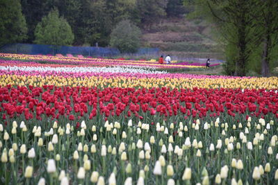 Multi colored tulips in field