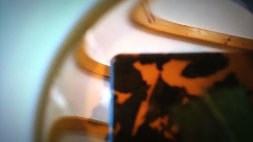 Close up of plant against blurred background