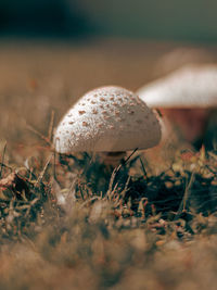 Close-up of mushroom growing on field