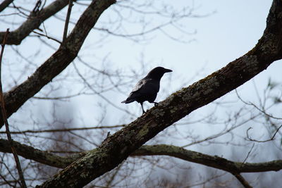 Low angle view of bird perching on tree against sky