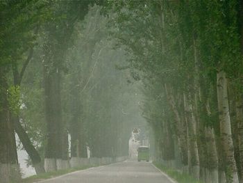 Footpath along trees