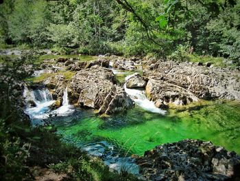 Stream flowing through forest