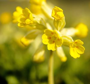 Close-up of yellow flowering plant in field