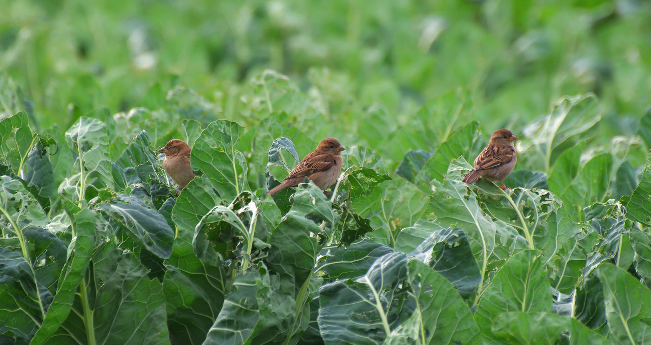 Sparrows in a cultivated field