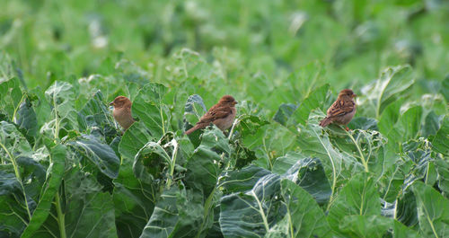 Close-up of bird perching on plant