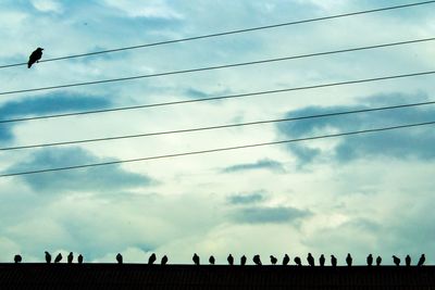 Low angle view of birds perching on power lines against sky