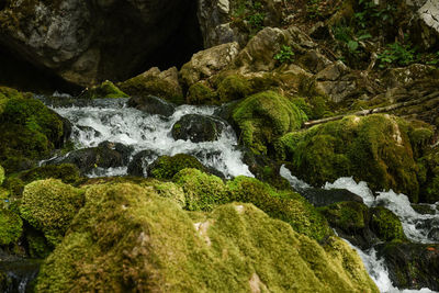 Scenic view of waterfall in forest