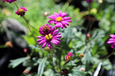 Close-up of pink flowering plants in park