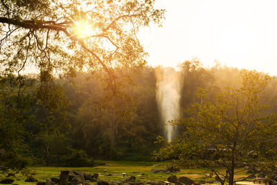 Scenic view of waterfall in forest