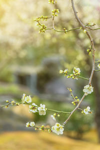 Close-up of white flowering plant