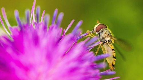 Bee pollinating on pink flower