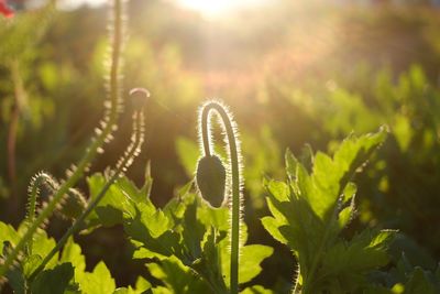 Close-up of plant on sunny day