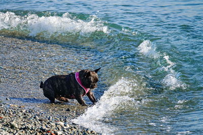 Dog in the sea