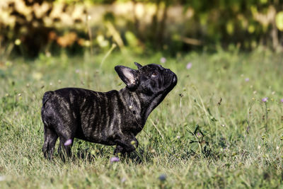 Black dog lying on land