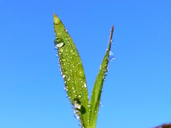 Close-up of wet plant against blue sky