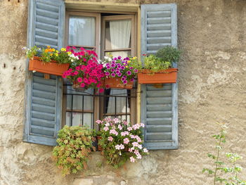 Flower plants growing outside house