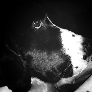 domestic animals