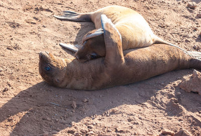 Close-up of seals on sand