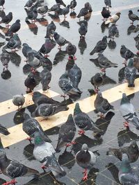 High angle view of pigeons on wet lake during winter