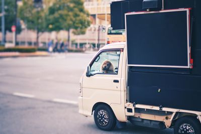 View of dog on road