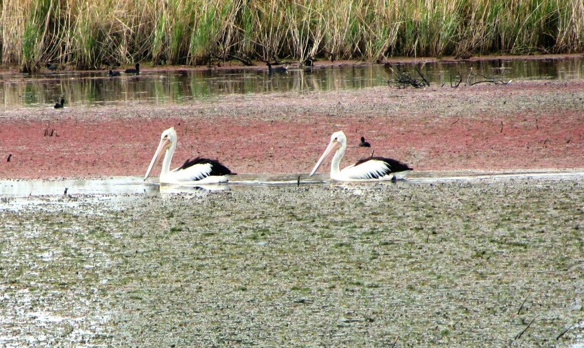 VIEW OF AN ANIMAL IN WATER