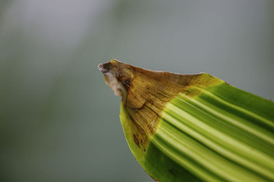 Close-up of insect on leaves