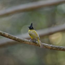 Bird perching on branch