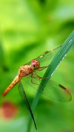 Close-up of insect on leaf